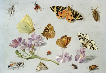 Schmetterlinge, Motten und andere Insekten mit einem Zweig Immergrün